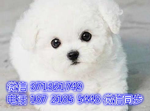 西安宠物狗犬舍出售纯种秋田犬狗市场在哪卖狗