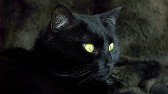 卡通手绘黑色的猫咪免抠图图片大小2000x2000px