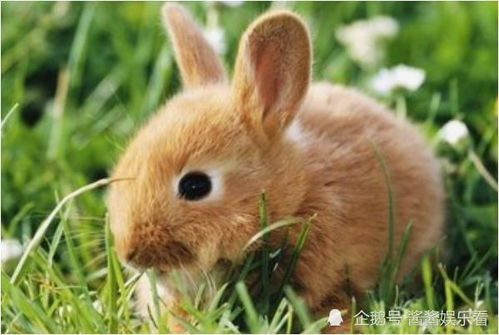 兔子是与中秋节关系最密切的宠物,流行的3大品种却令人惆怅