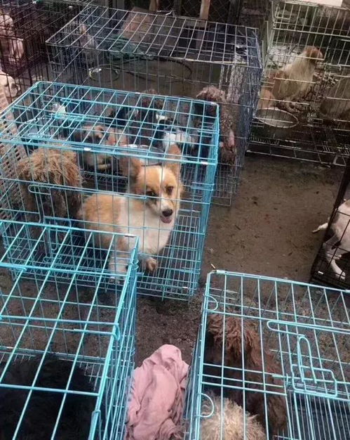 想要买宠物狗,但不知道是选择犬舍还是其他渠道