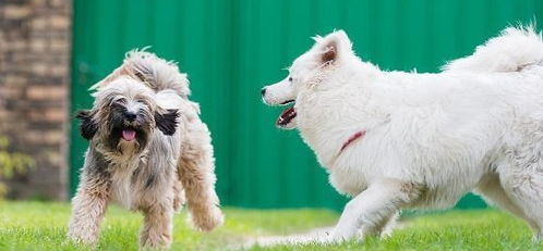 小型犬大全