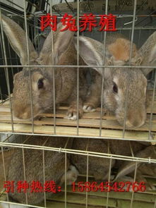 关于兔子品种