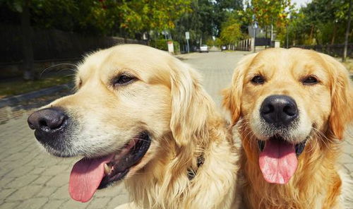 宠物柴犬狗高清摄影大图