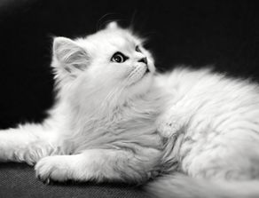 白黑猫是什么品种