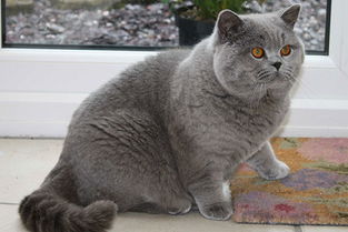 动物类猫咪宠物写实手绘素材图片免费下载