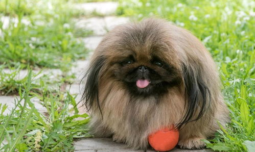 西安宠物狗狗出售纯种巴哥犬幼犬领养
