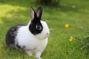 荷兰侏儒兔,属于宠物兔中最小的品种之一,看着很可爱