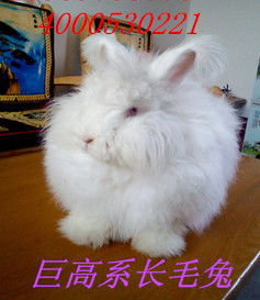 世界上体型最小的宠物兔,最重仅1.2千克,萌力十足