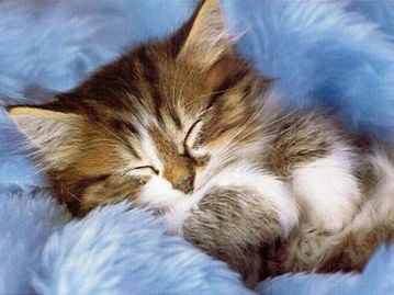 猫窝中熟睡的手绘卡通可爱布偶猫咪图片大小2000x2000px