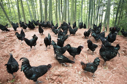 现在养殖肉鸡的利润有多大,明年还要养殖肉鸡吗,看完才了解