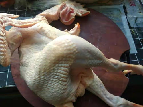 在地球活了2亿年的动物,中国人用来喂鸡,日本人却将它视为宝