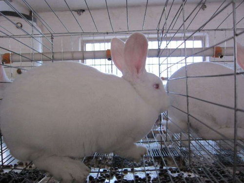 垂耳兔养殖