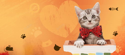 卡通动物宠物萌宠小猫咪png海报设计素材图片