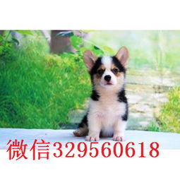 出售纯种柴犬