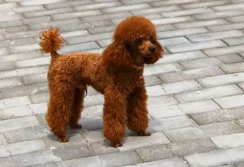 世界上最古老的犬种之一,它是宠物狗中的老寿星
