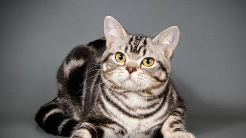 哪里能买到一种名叫玩具虎猫品种的宠物猫