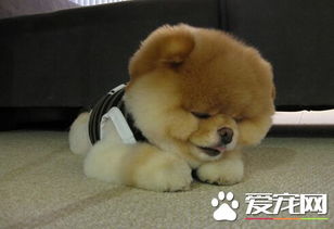 上海在哪里买宠物靠谱,上海买宠物猫狗哪里比较安全