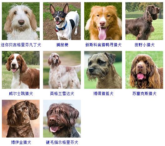 宠物语言翻译软件开发实现人类与宠物的沟通