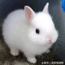 如何养一只宠物兔子,切记4个月前的兔子一定不要给它们洗澡