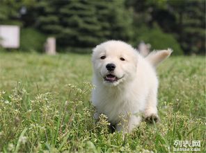 西伯利亚纯种血系萨摩耶雪橇犬一正规犬舍繁殖一包活