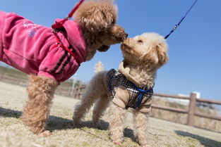 南京市附近哪里有卖纯种博美犬的养殖场