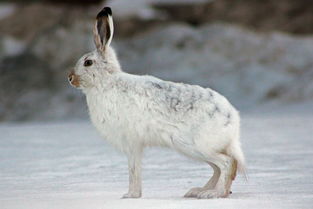 兔界中体型最小的荷兰侏儒兔,可爱到爆