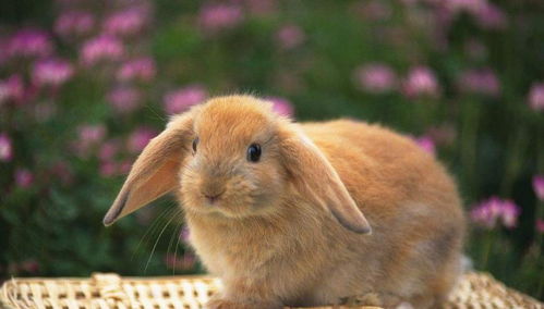 超级可爱小兔子