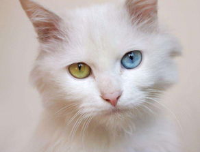 白猫草坪动物猫咪摄影图图片
