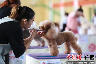 宠物狗南京举行集体婚礼