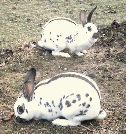 济源求购獭兔种兔繁殖能力快