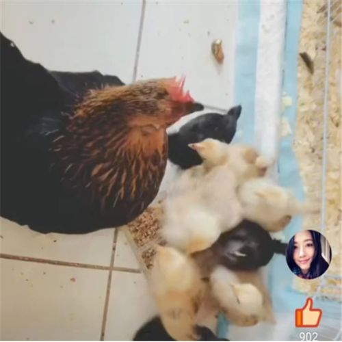 日本网友家里的宠物鸡躺在怀里,一脸享受,原来大公鸡能这么可爱