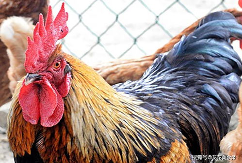 芦丁鸡养殖业盲目过热,背后的坑很容易被忽视,造成鸡飞蛋打