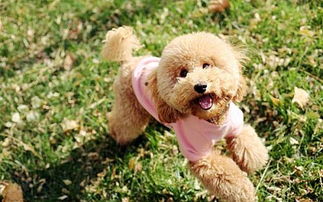长沙宠物狗犬舍出售纯种泰迪犬幼犬领养宠物狗市场在哪买狗卖狗