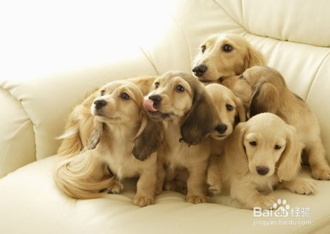 最适合在家养的十大狗狗排名你的爱犬上榜了吗
