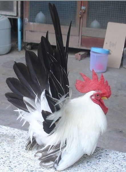 没有一只鸡能活着走出广东