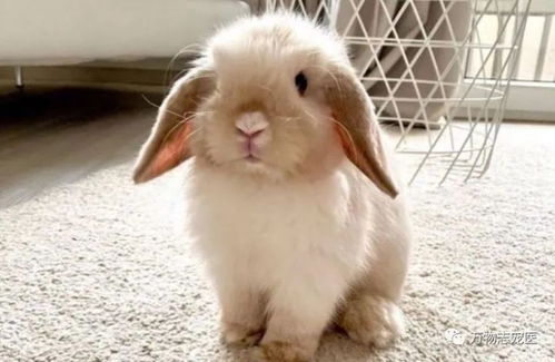 超级可爱小兔子