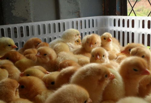 鸡产蛋率低是什么原因
