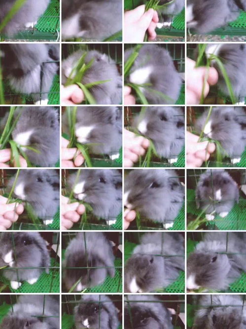 花园草地宠物动物兔子图片摄影图