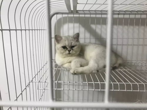 卡通动物宠物小狗猫咪png海报设计素材