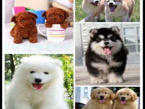 小型宠物狗品种图片