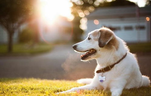 回顾2019年,关于城市宠物犬的热门话题,倡导文明养犬