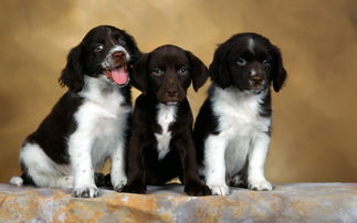 以下3种狗狗,是所有小型犬里面最凶的犬种,慎养