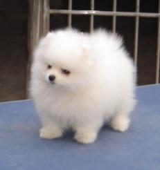 这种小狗狗的名字是什么