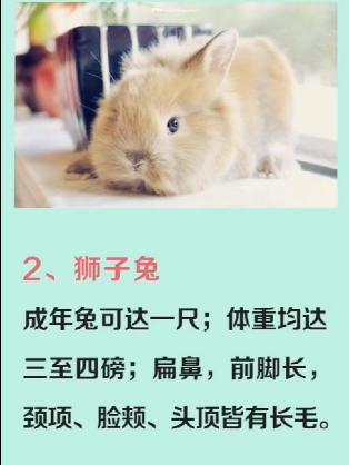 猫狗科学展