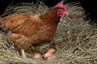 在澳华女养鸡没搭遮阳棚,遭邻居投诉不尊重