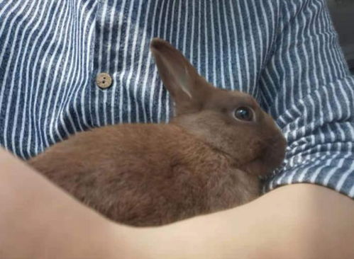 郑州兔子