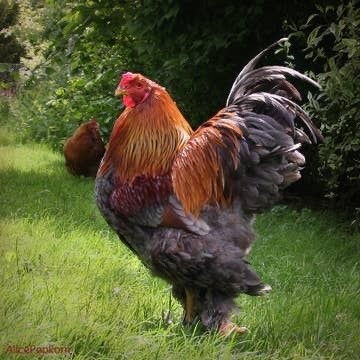 正宗海兰褐蛋芦花鸡活苗产蛋王鸡可孵化罗曼土鸡宠物元宝乌鸡种蛋