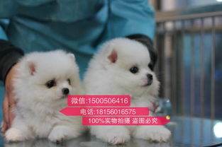 深圳龙岗龙东宠物店猫寄养一天多少钱