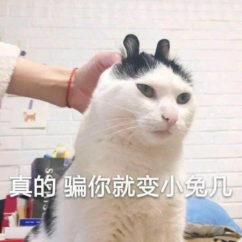 骚男晒出自己买的宠物猫,看到价格后,网友