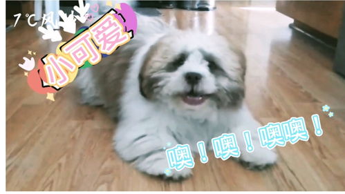 黑色杜宾犬图片